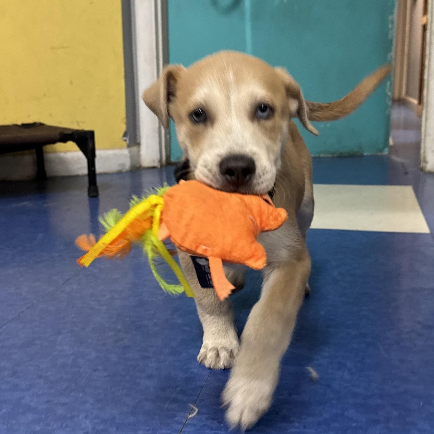 Bailey, a Adoptable mixed breed in Hilton Head Island, SC image 2/6