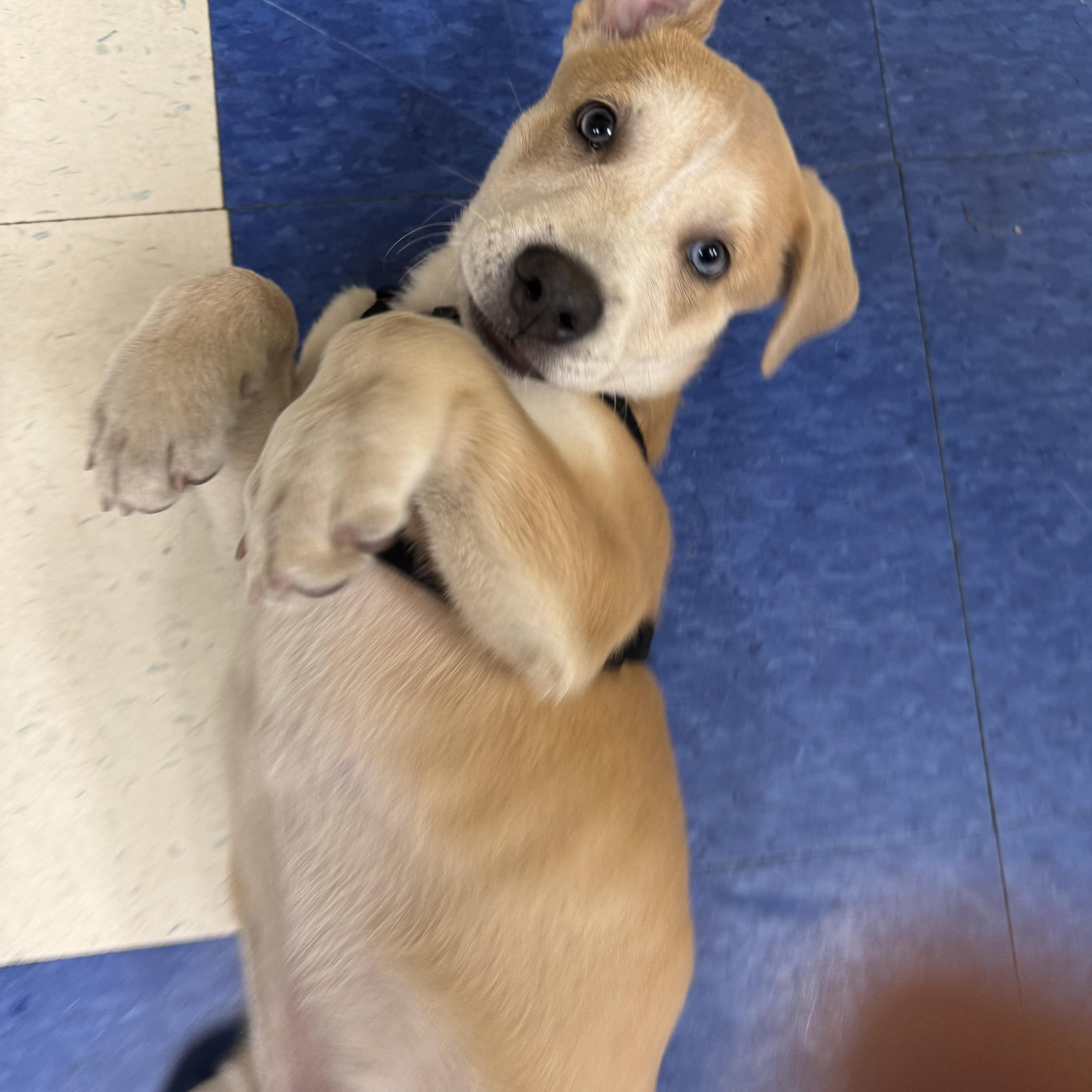 Bailey, a Adoptable mixed breed in Hilton Head Island, SC image 3/6