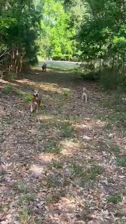 Enlarge Bailey, a Adoptable mixed breed in Hilton Head Island, SC video 6/6