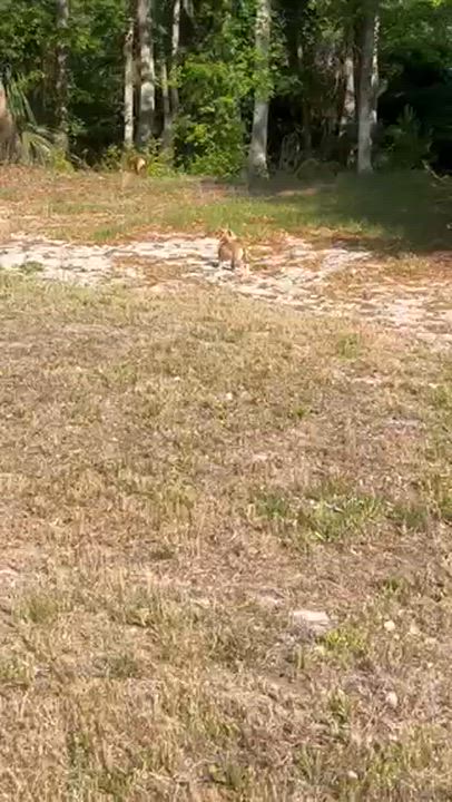 Enlarge Bailey, a Adoptable mixed breed in Hilton Head Island, SC video 5/6