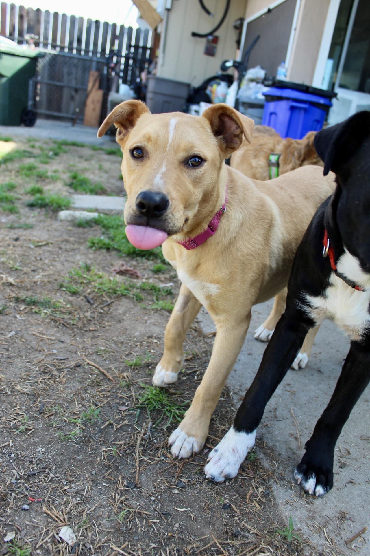Enlarge Cinnamon , a ADOPTABLE mixed breed in Rialto, CA image 5/5