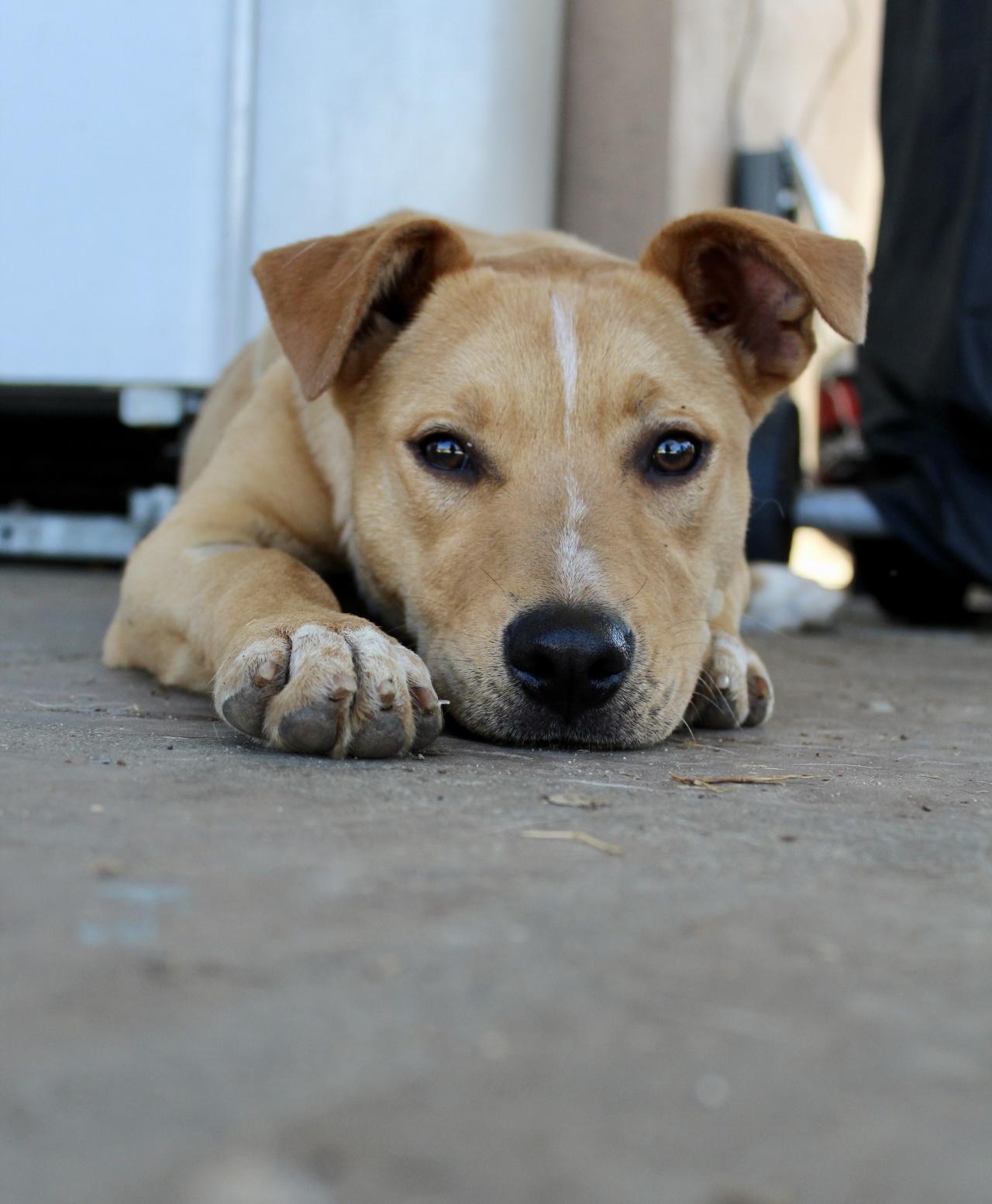 Enlarge Cinnamon , a ADOPTABLE mixed breed in Rialto, CA image 4/5