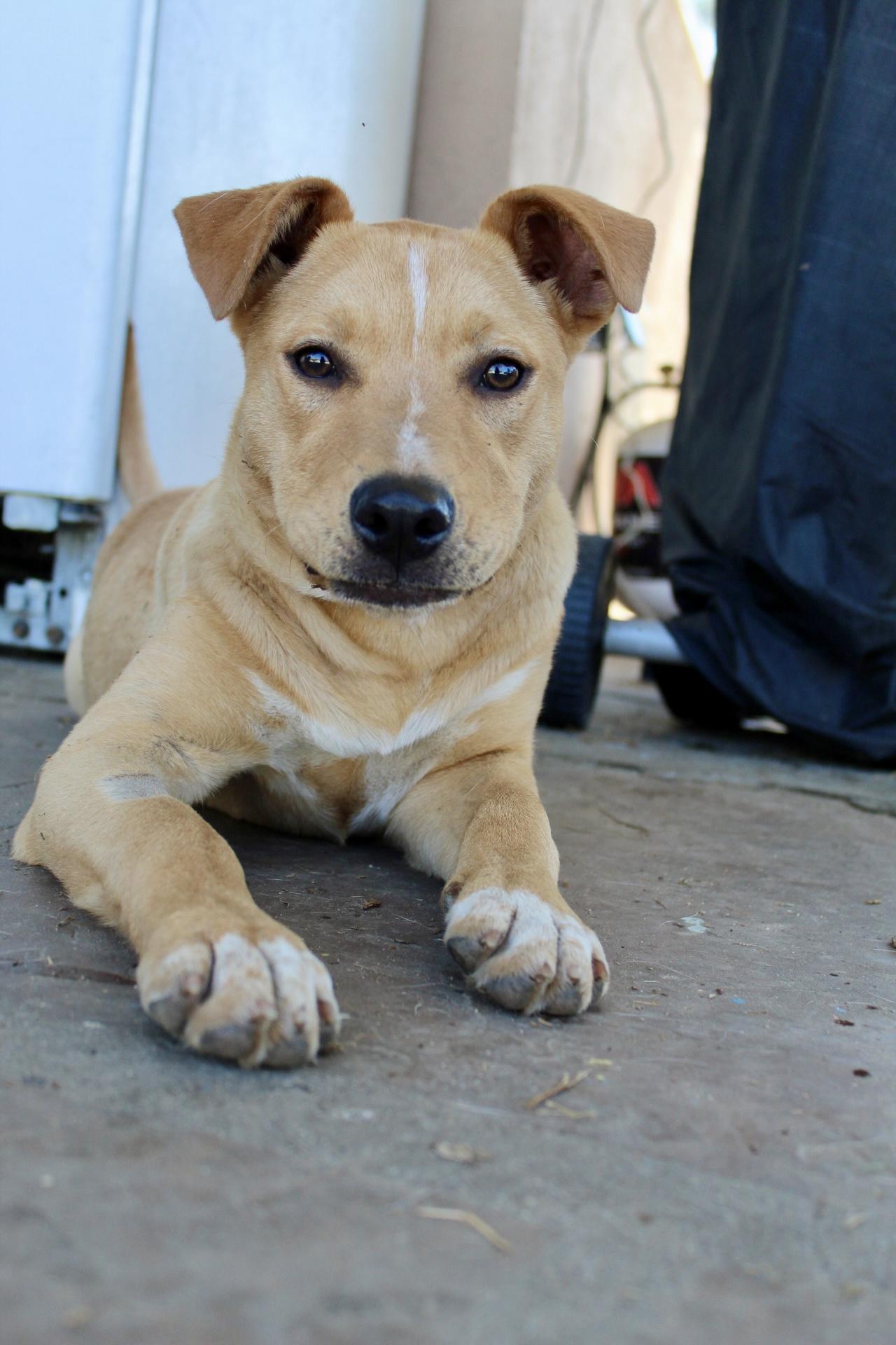 Cinnamon , ADOPTABLE, Young Female Labrador Retriever & Pit Bull Terrier.