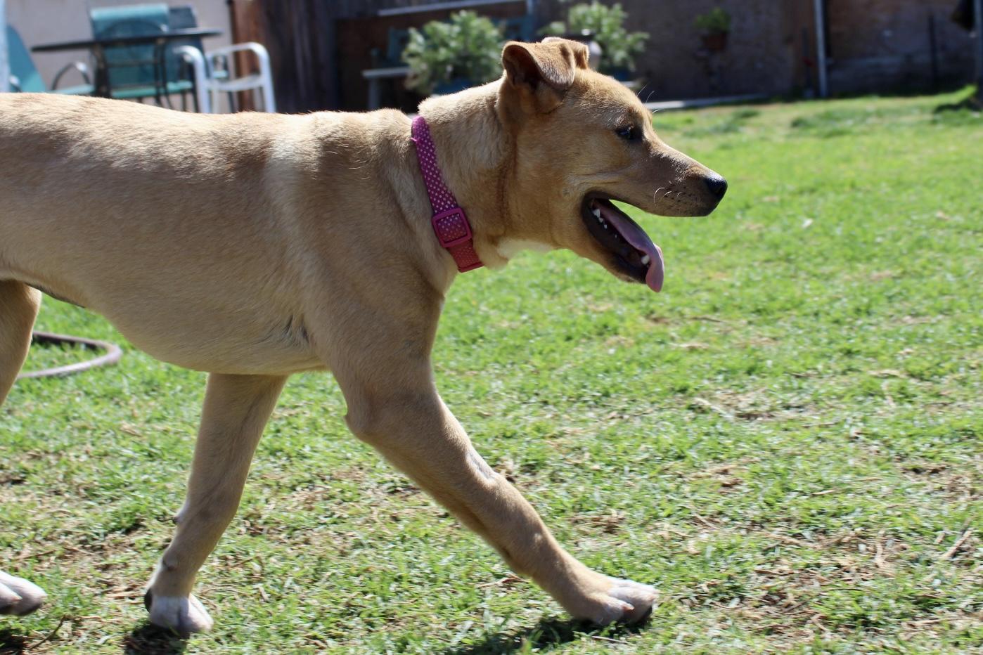 Enlarge Cinnamon , a ADOPTABLE mixed breed in Rialto, CA image 2/5