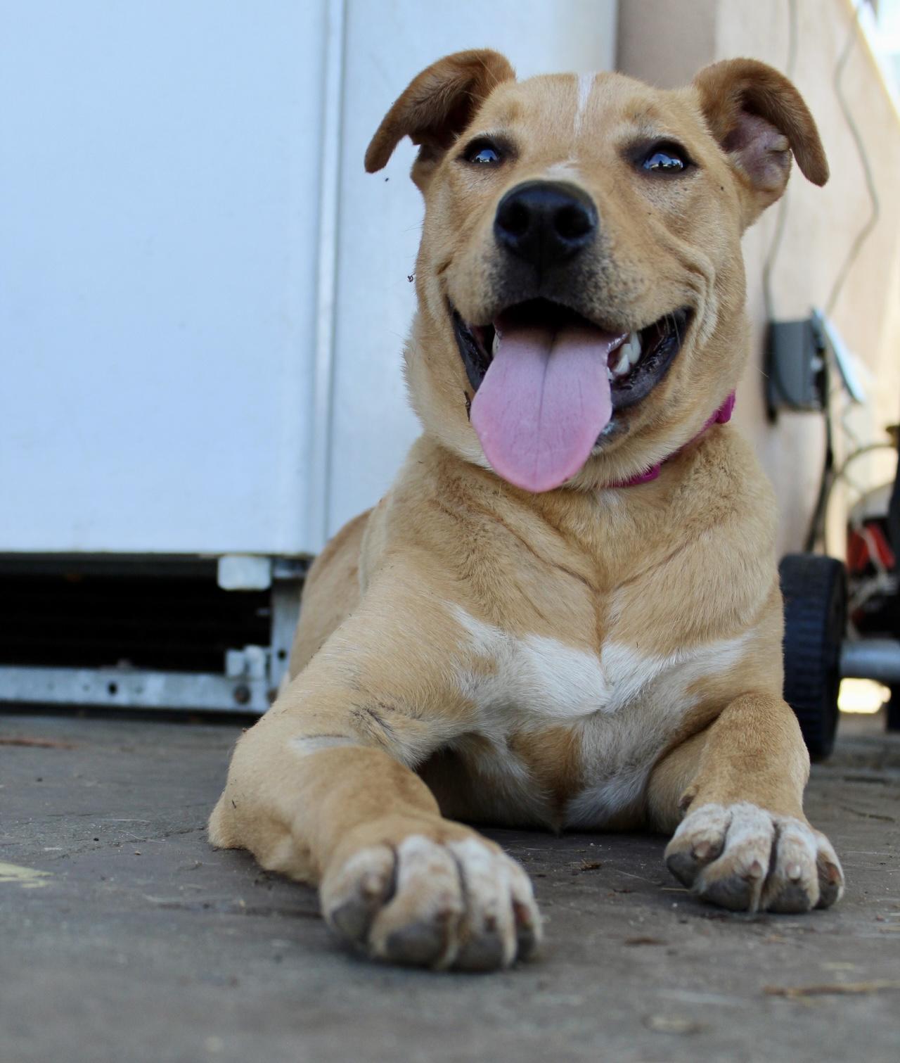 Enlarge Cinnamon , a ADOPTABLE mixed breed in Rialto, CA image 3/5