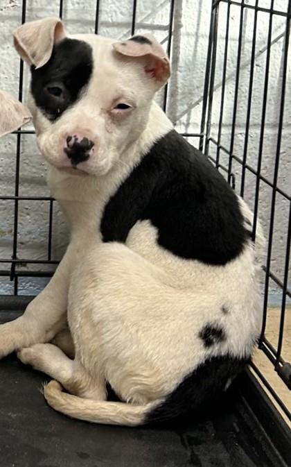 Augusta, Adoptable, Puppy Female Pit Bull Terrier & Mixed Breed.