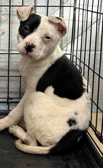 Enlarge Augusta, a Adoptable mixed breed in West Memphis, AR image 2/2