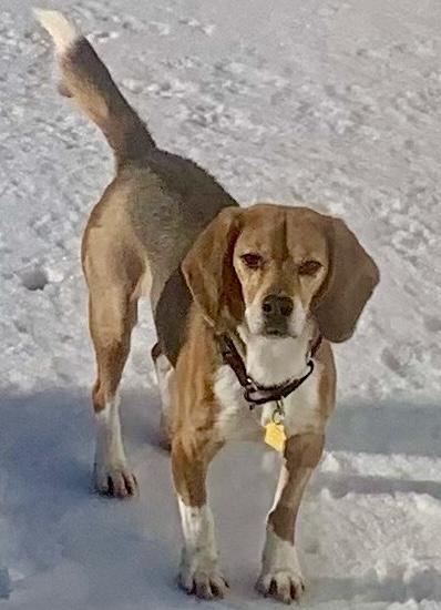 Dewey, adopted, Adult Male Beagle.