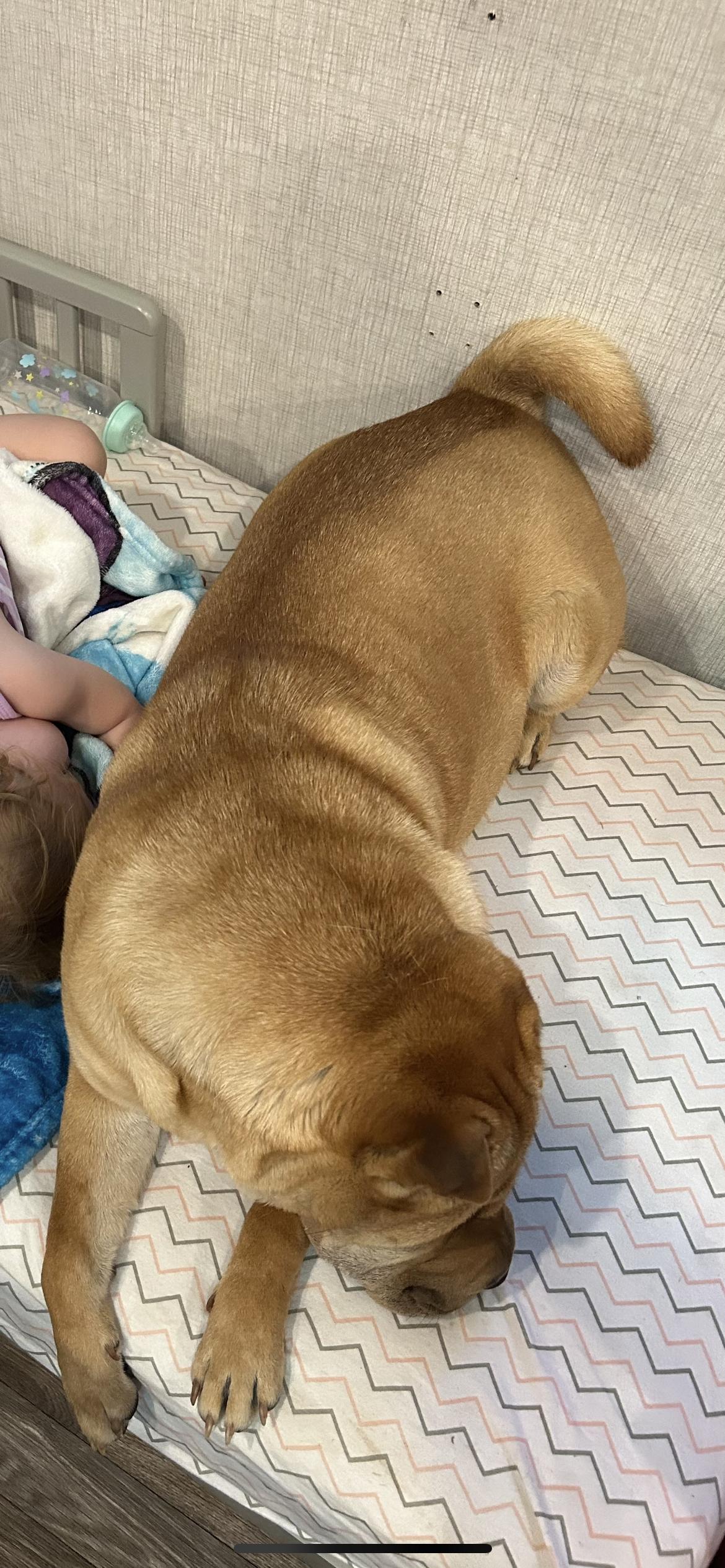 HELEN, Adopted, Adult Female Shar-Pei.