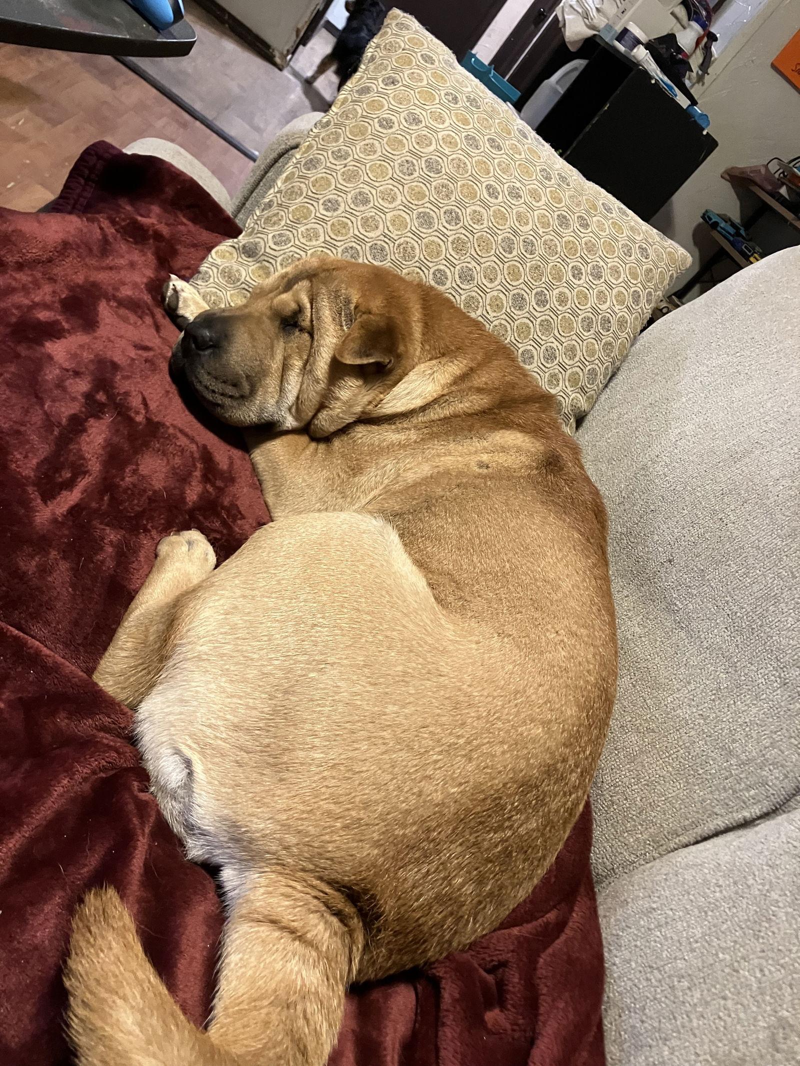 HELEN, a Adopted Shar-Pei in Chandler, AZ image 2/3