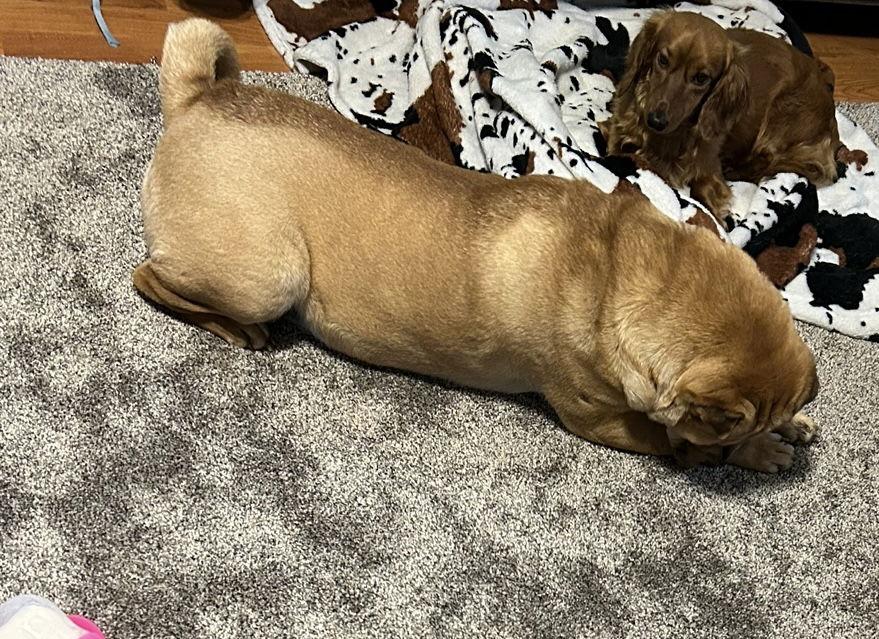 HELEN, a Adopted Shar-Pei in Chandler, AZ image 3/3