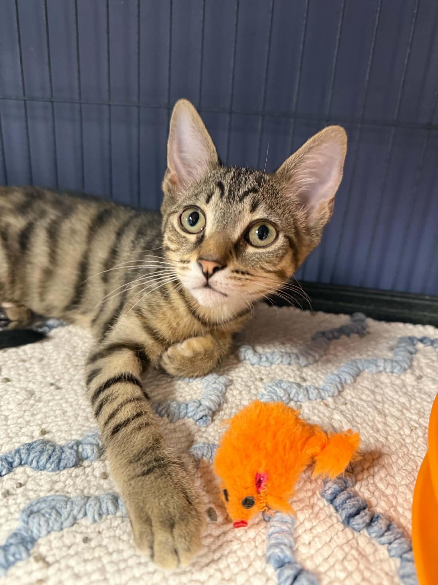 Georgie, a Adoptable Domestic Short Hair in Belton, MO image 1/6