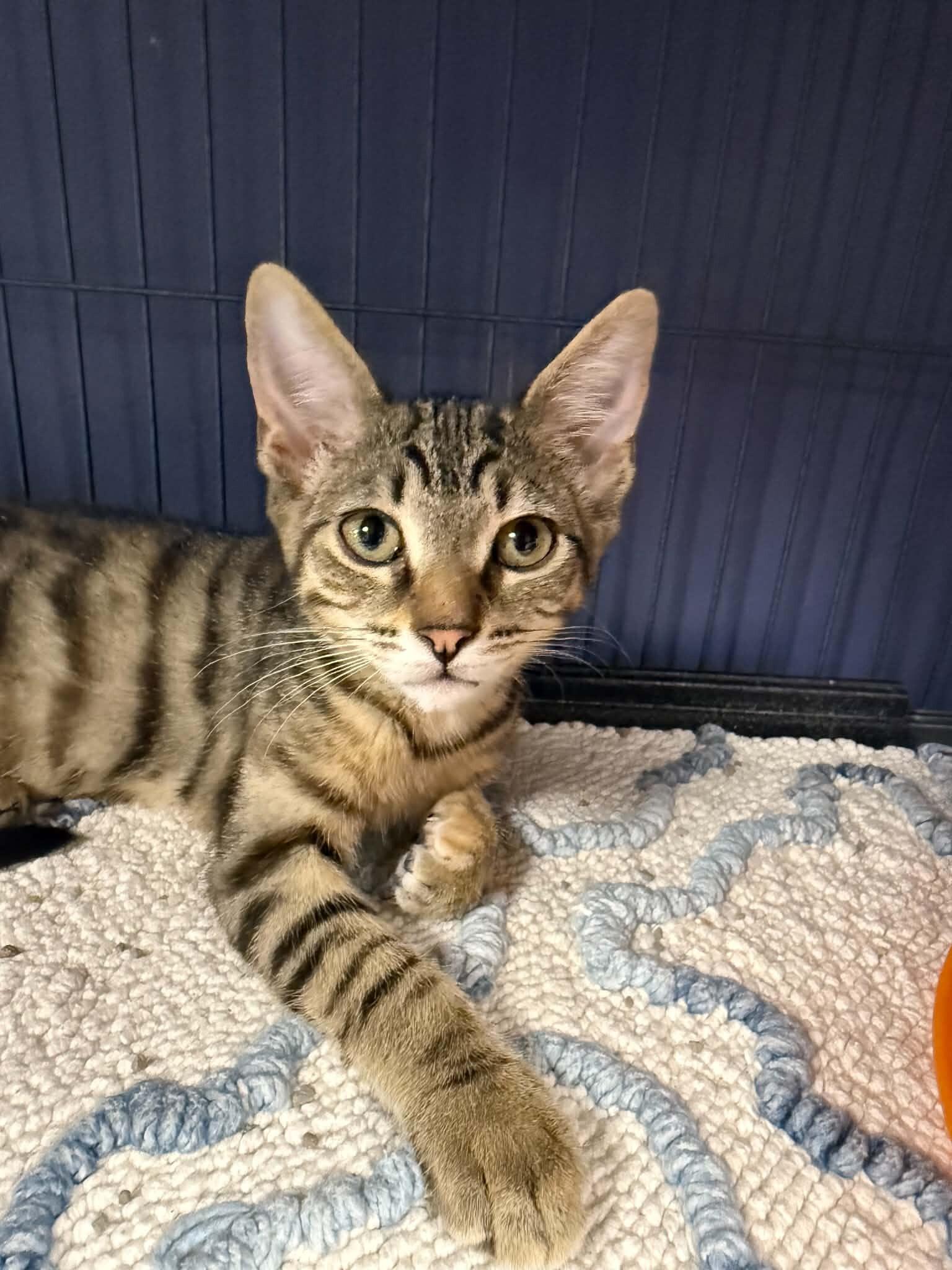 Georgie, a Adoptable Domestic Short Hair in Belton, MO image 2/6