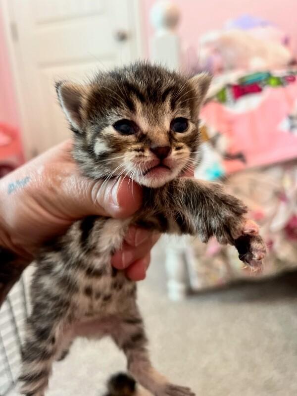 Georgie, a Adoptable Domestic Short Hair in Belton, MO image 3/6