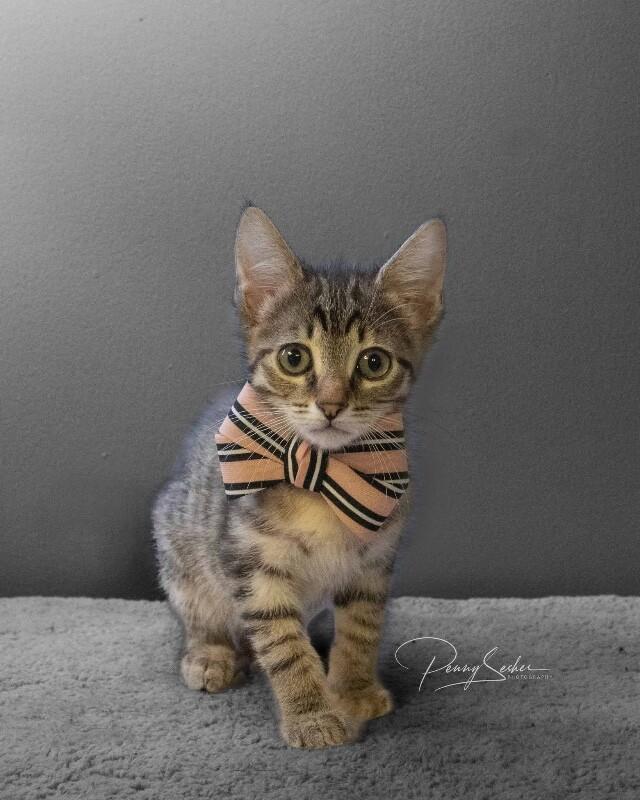 Georgie, a Adoptable Domestic Short Hair in Belton, MO image 4/6