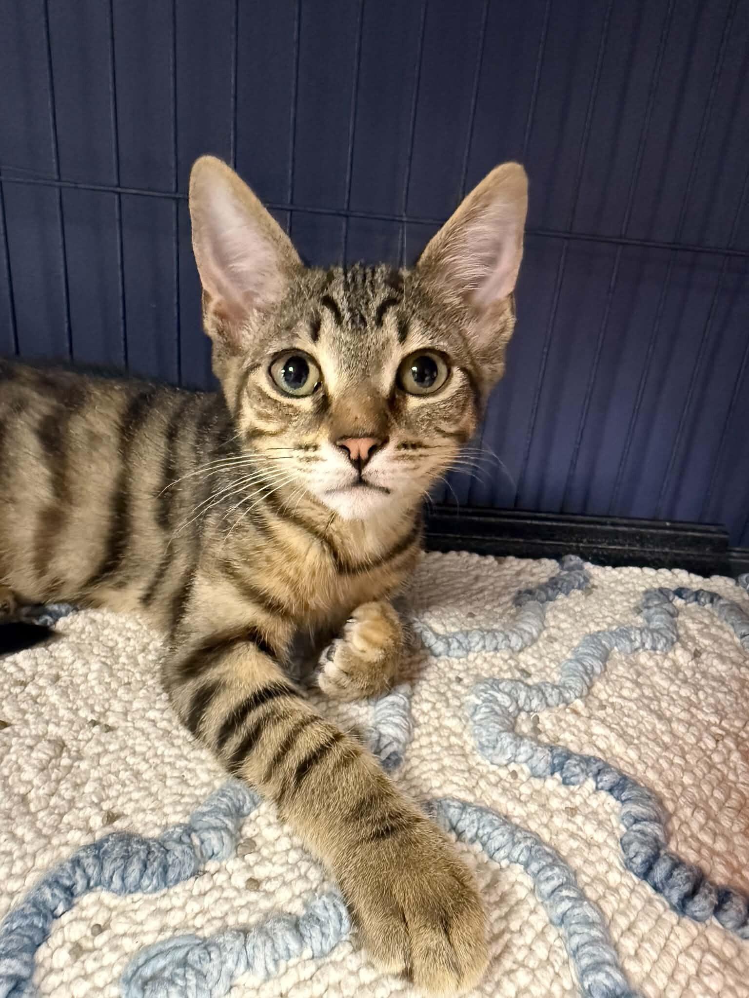 Georgie, a Adoptable Domestic Short Hair in Belton, MO image 6/6