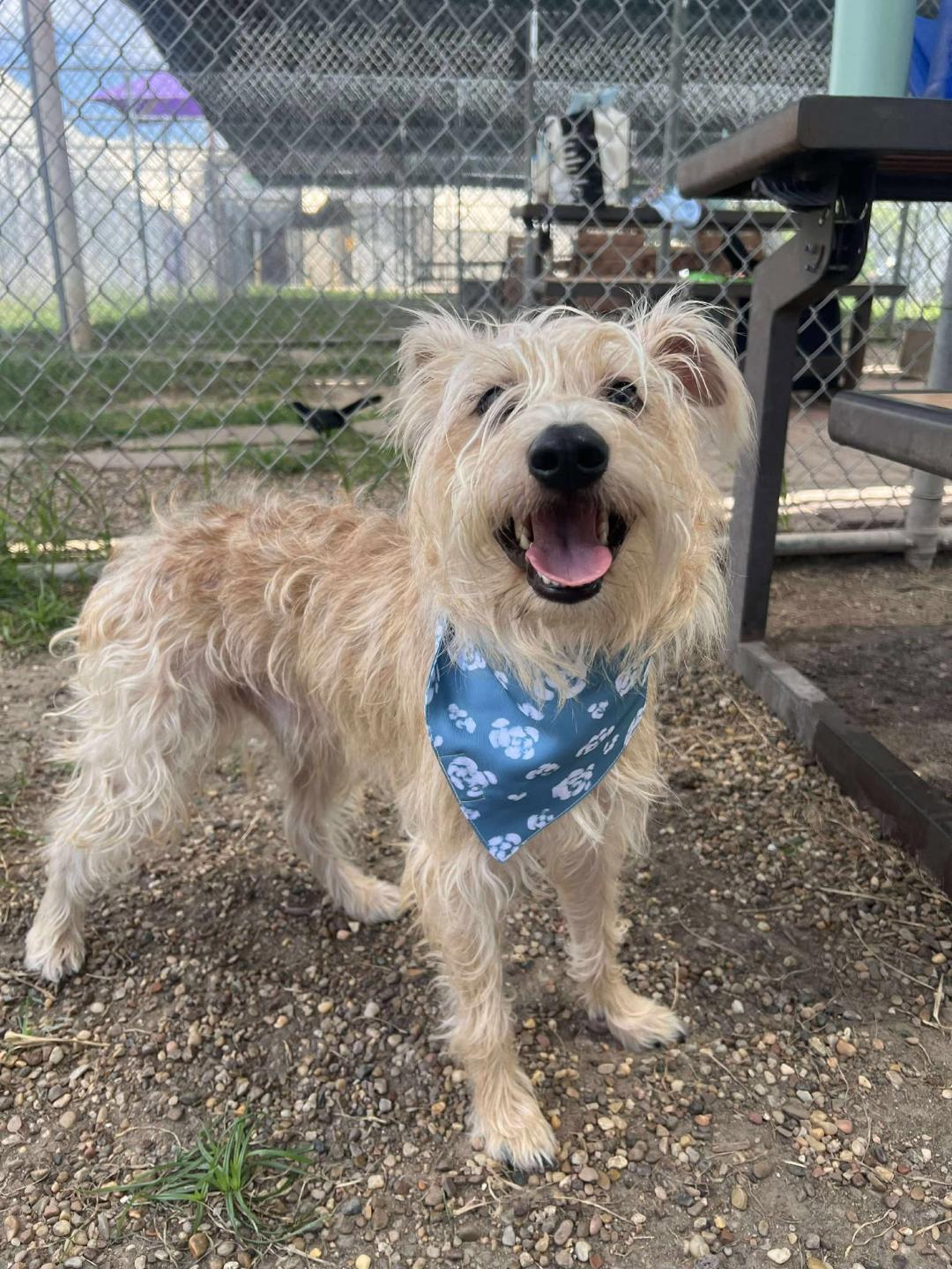 Toby, Adopted, Adult Male Miniature Schnauzer.