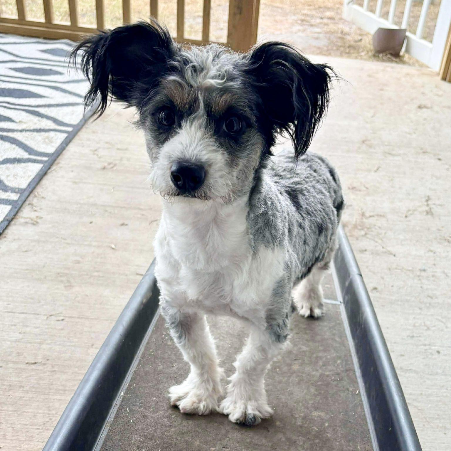 Mahomes, Adoptable, Young Male Terrier.