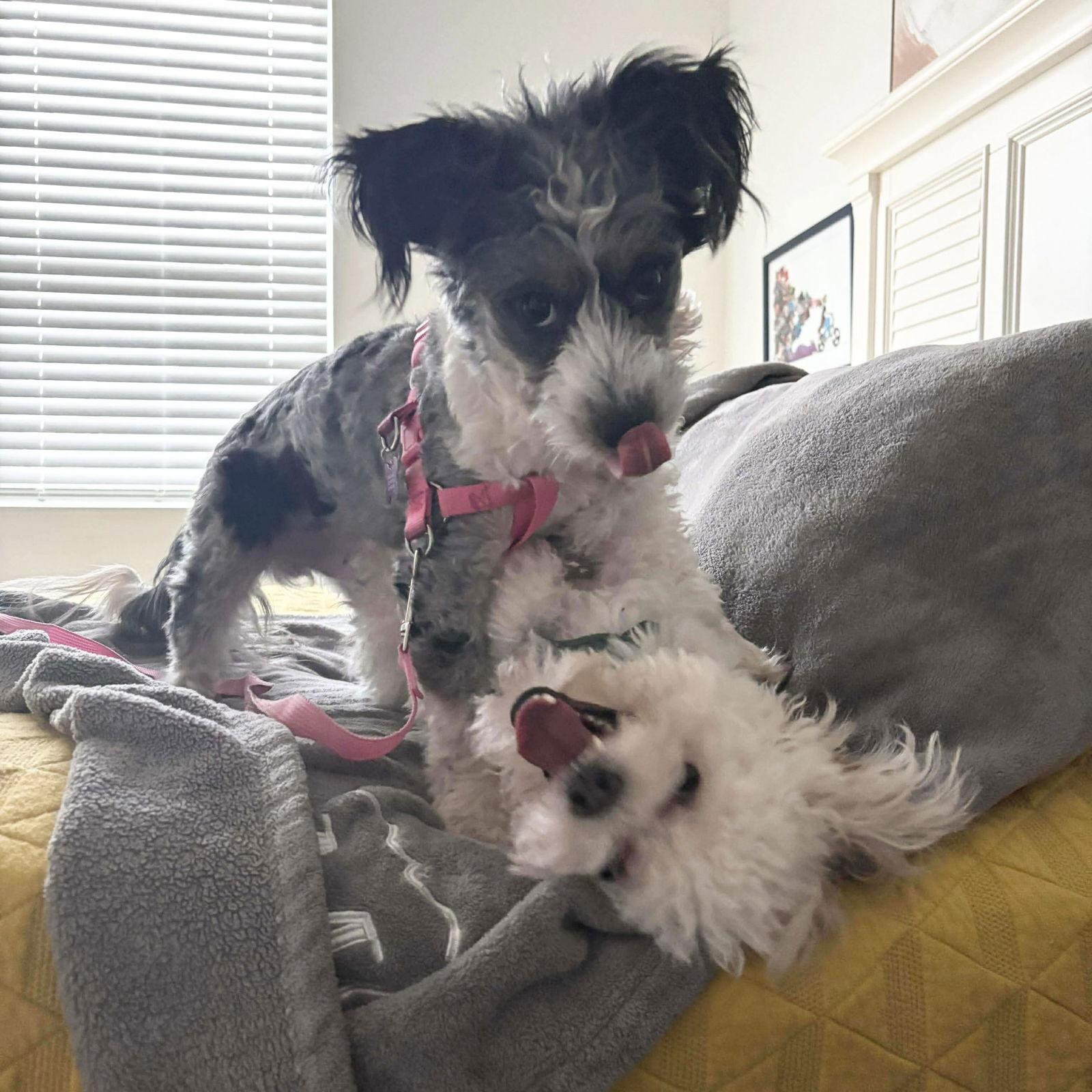 Enlarge Mahomes, a Adoptable Terrier in Hillsborough , NC image 2/3