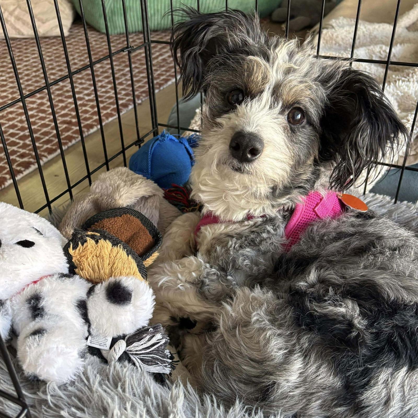 Enlarge Mahomes, a Adoptable Terrier in Hillsborough , NC image 3/3