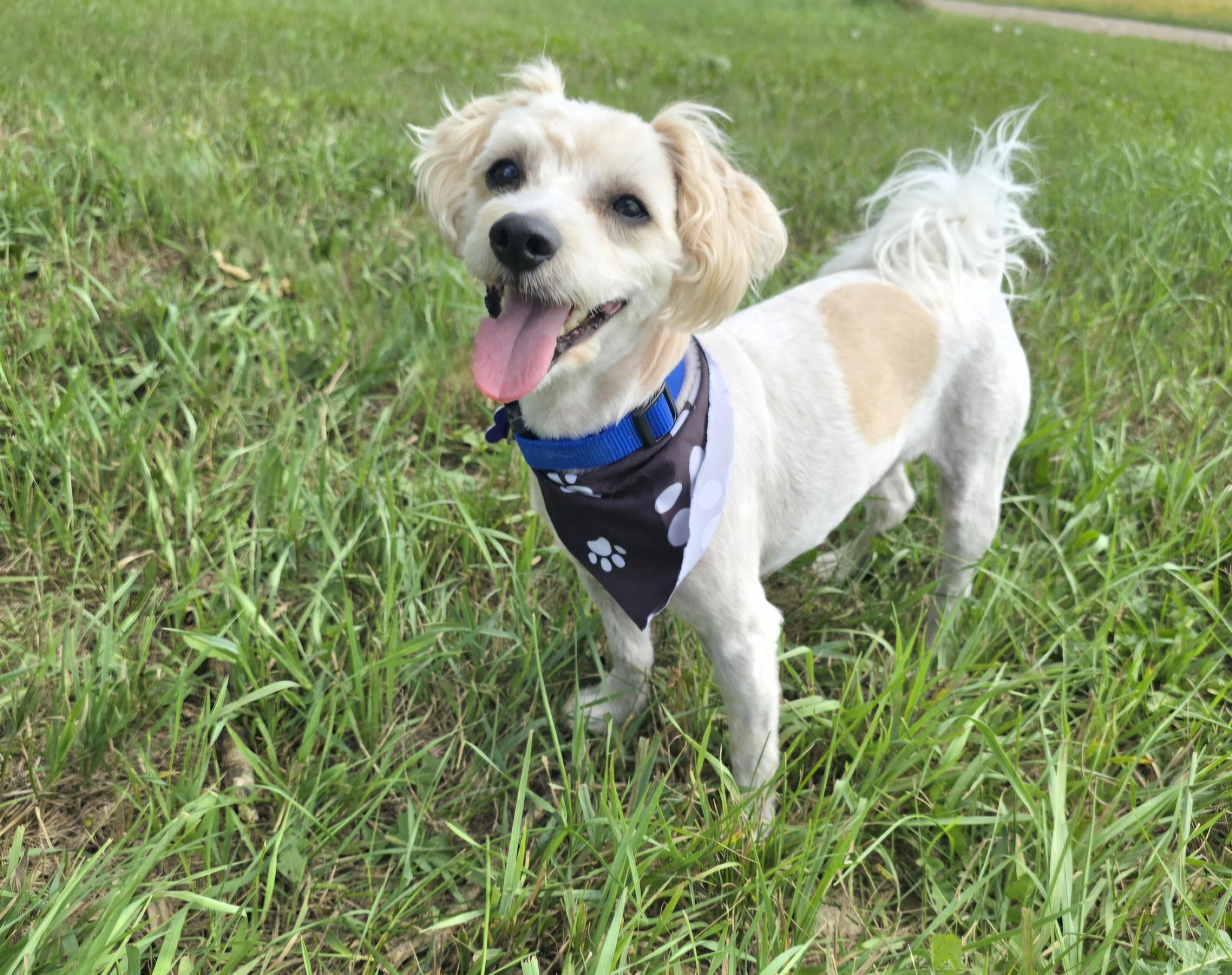 Enlarge Chewie, a Adoptable mixed breed in Jamestown, ND image 4/6