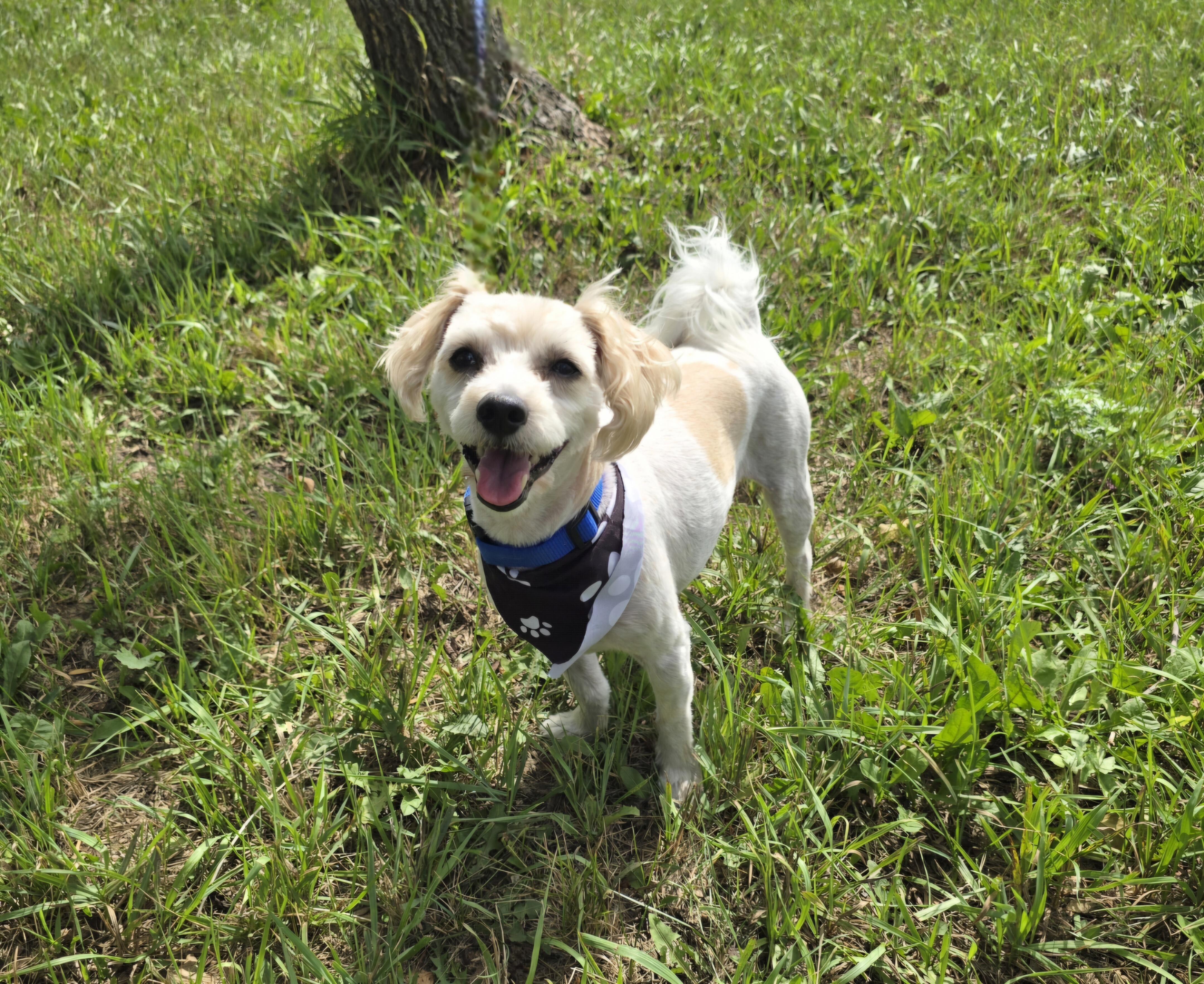 Enlarge Chewie, a Adoptable mixed breed in Jamestown, ND image 3/6