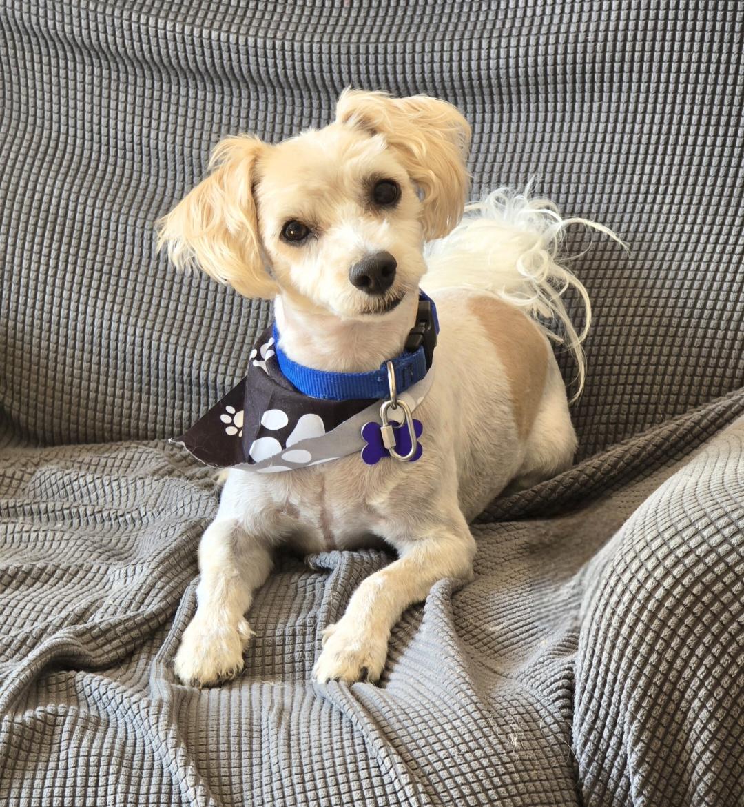 Chewie, Adoptable, Senior Male Shih Tzu.