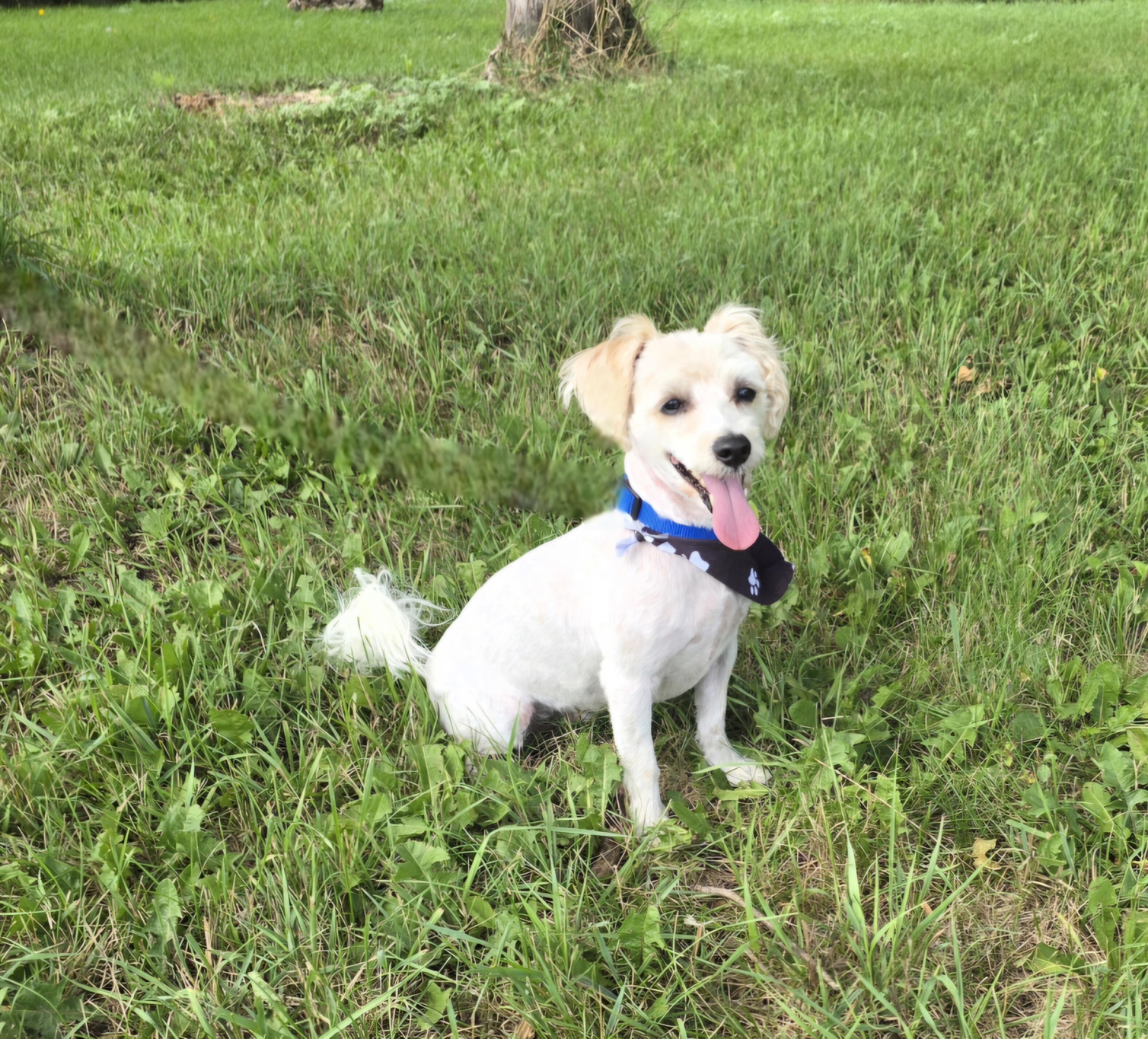 Enlarge Chewie, a Adoptable mixed breed in Jamestown, ND image 5/6