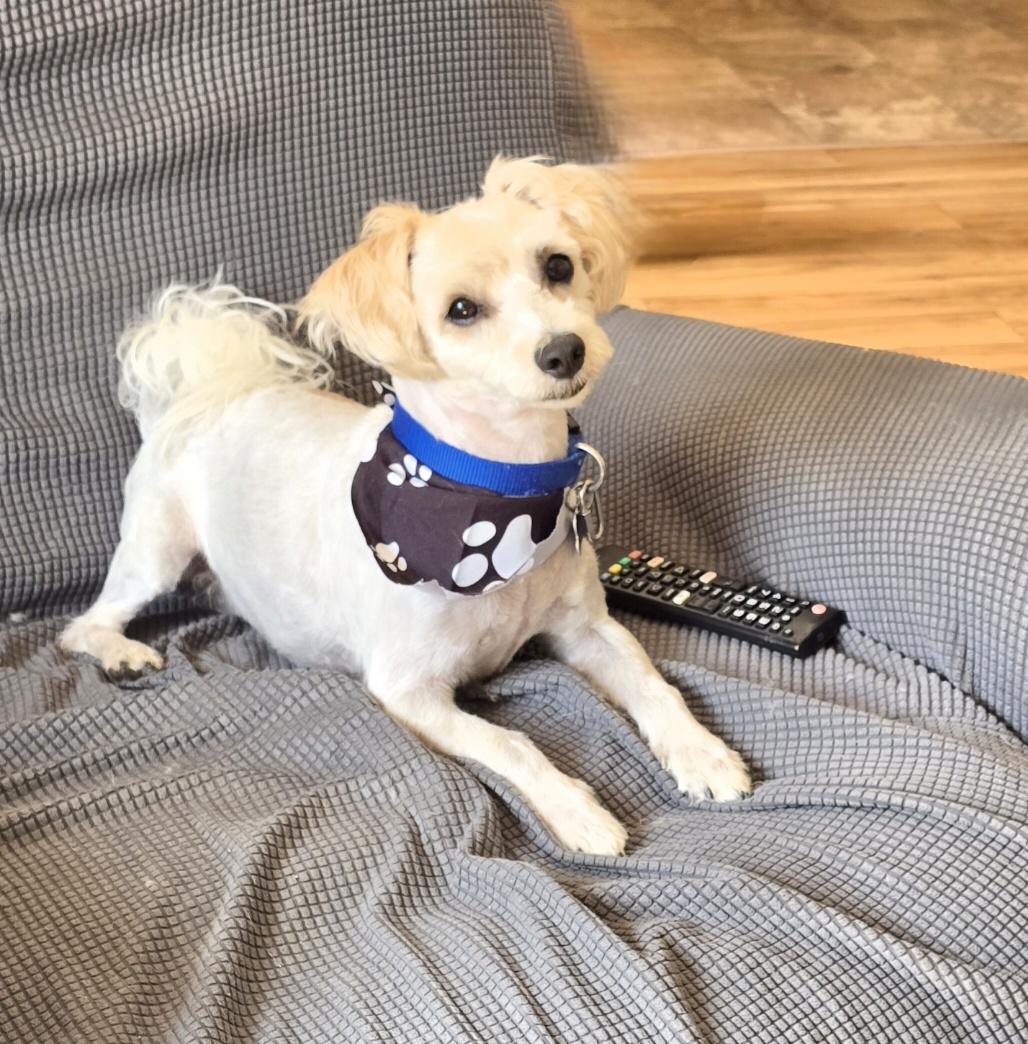 Enlarge Chewie, a Adoptable mixed breed in Jamestown, ND image 2/6