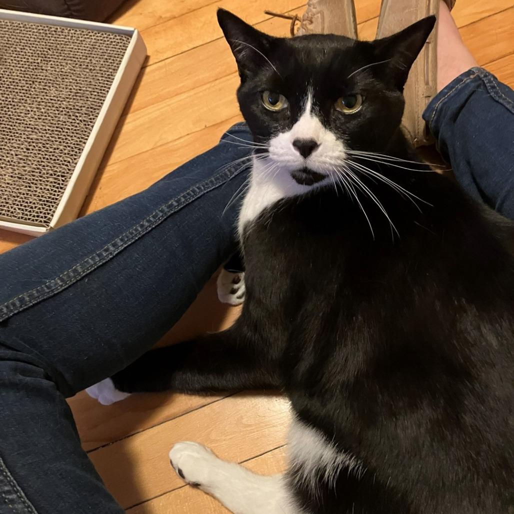 Marley & Rae, a Adoptable Domestic Short Hair in Ashland, MA image 2/4