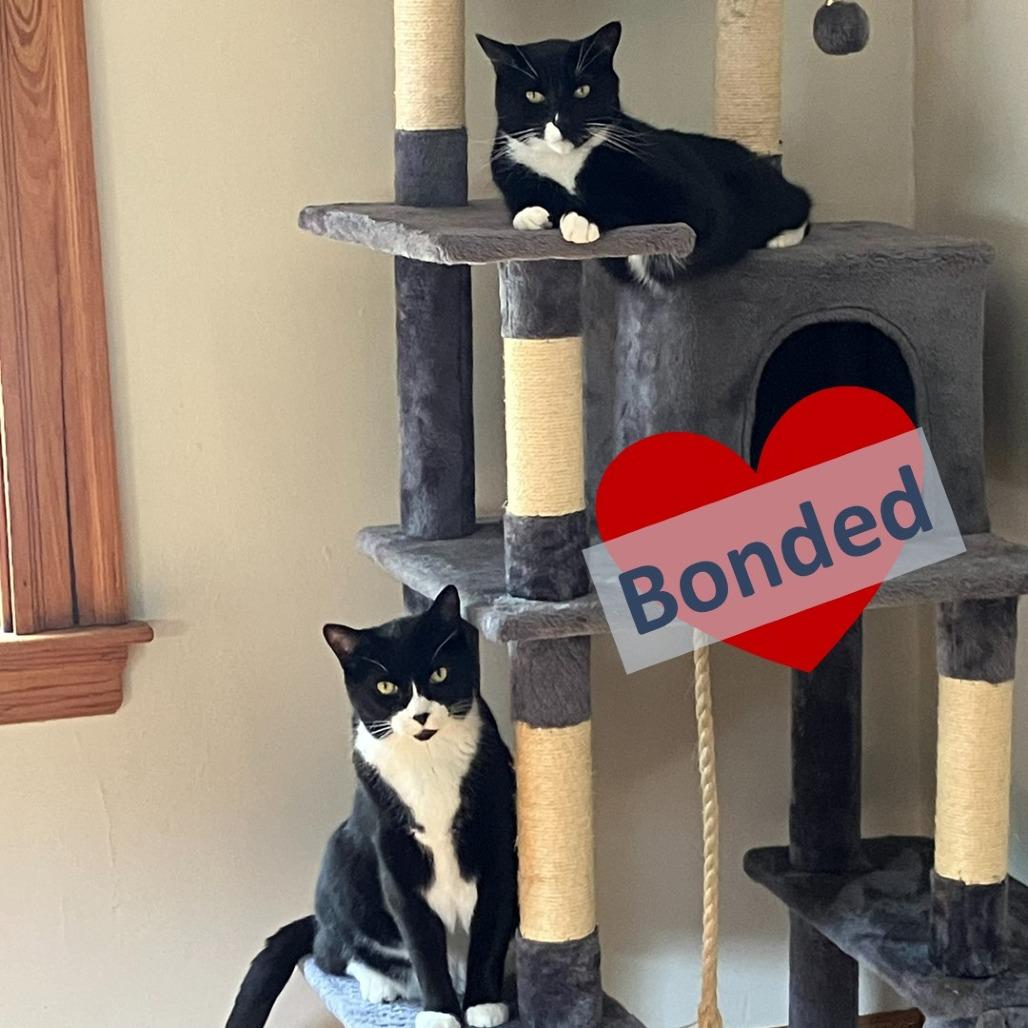 Marley & Rae, a Adoptable Domestic Short Hair in Ashland, MA image 1/4