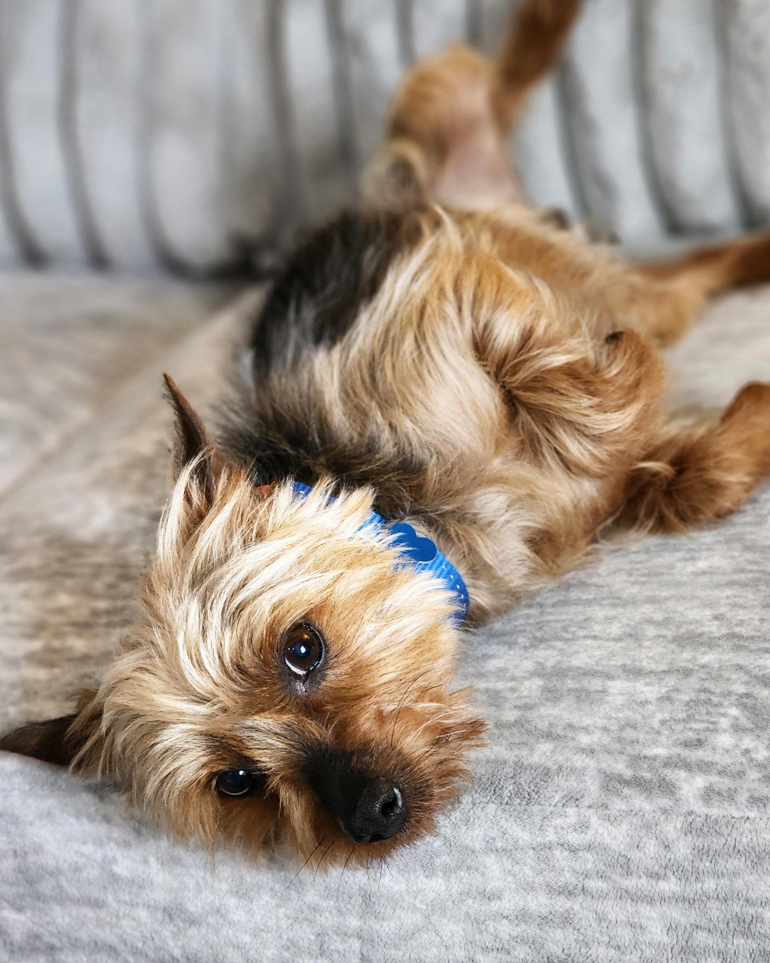 Enlarge Ricky, a ADOPTABLE Yorkshire Terrier in Lisbon, IA image 6/6