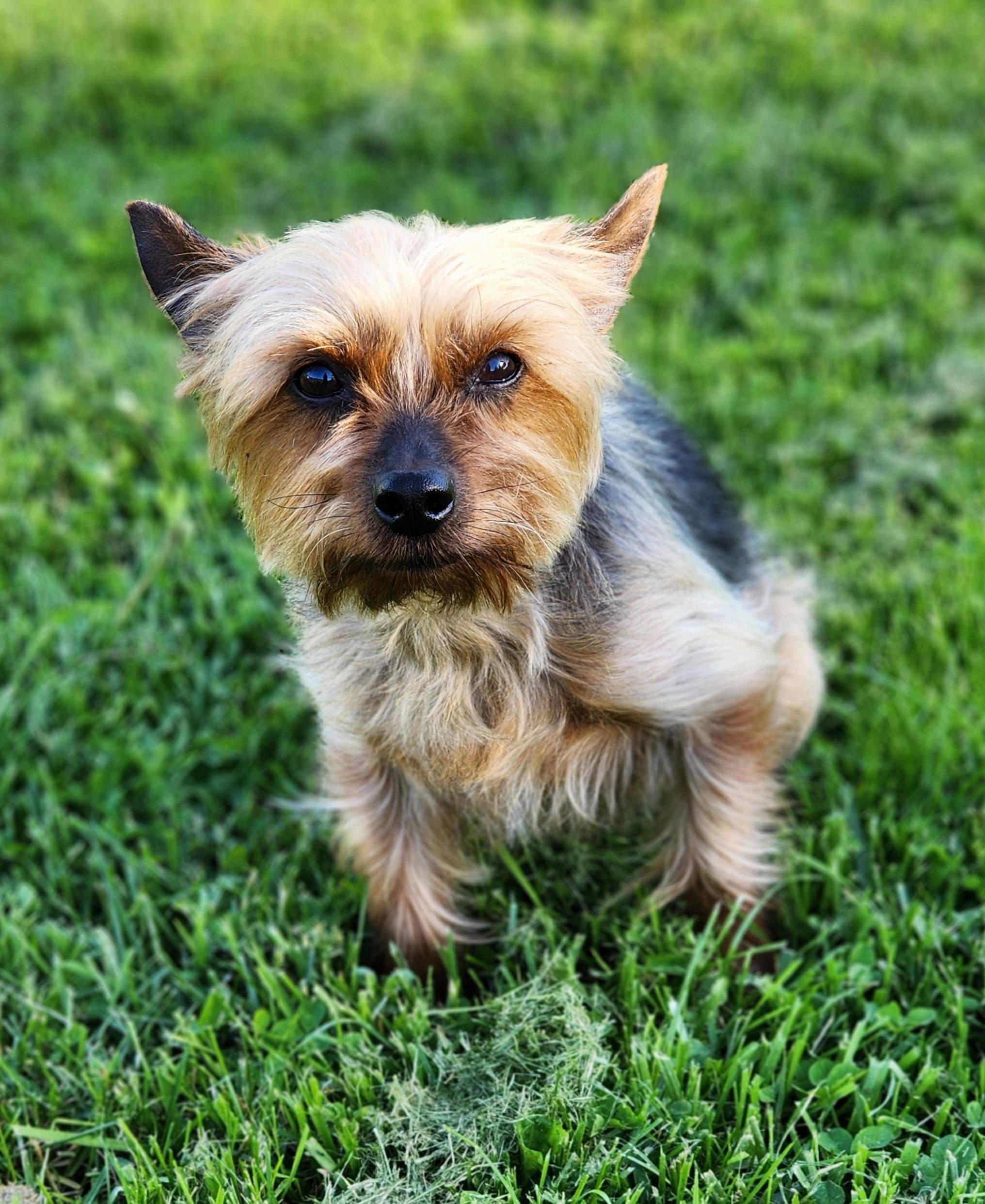 Enlarge Ricky, a ADOPTABLE Yorkshire Terrier in Lisbon, IA image 4/6
