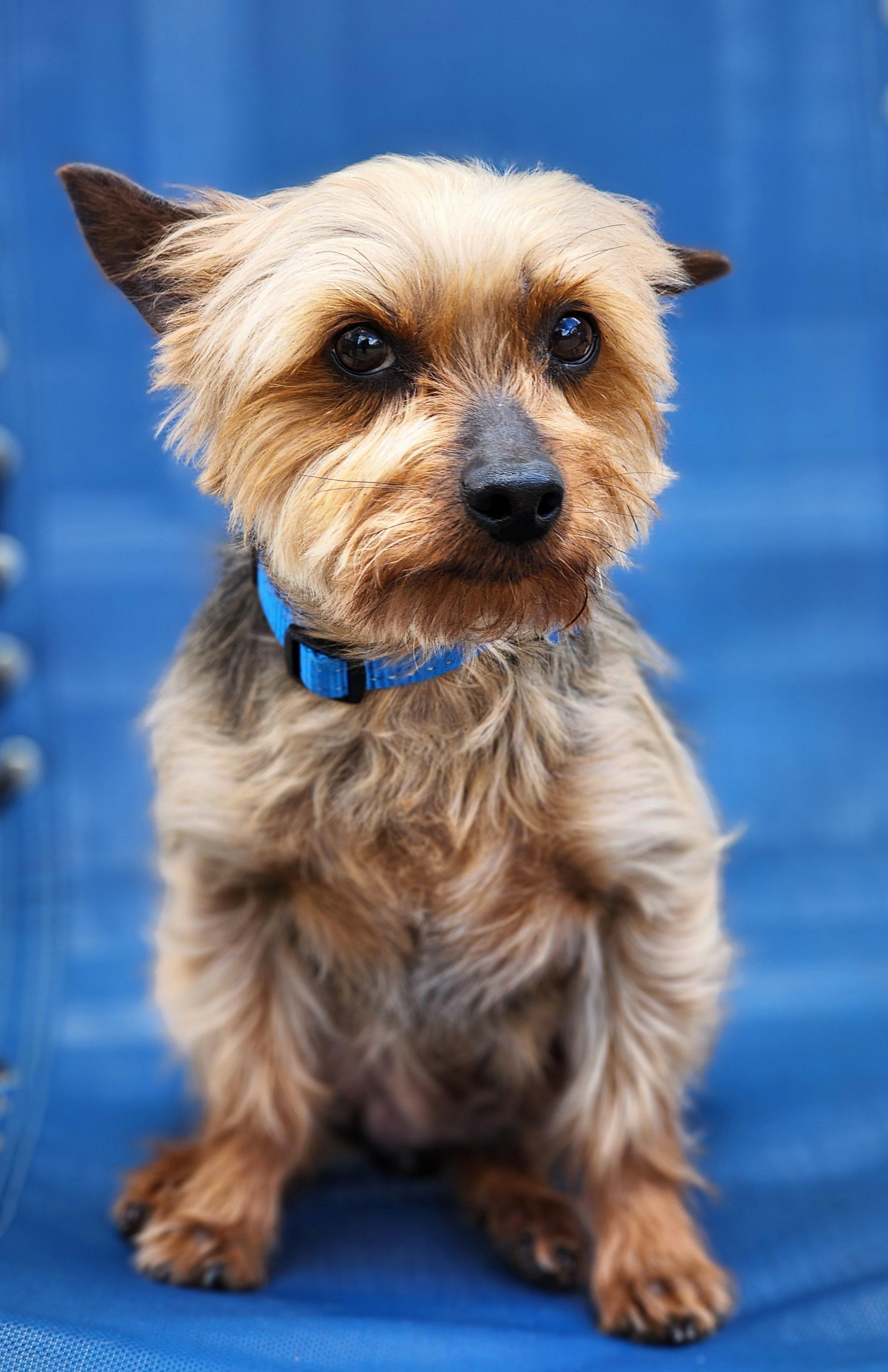 Ricky, ADOPTABLE, Adult Male Yorkshire Terrier.