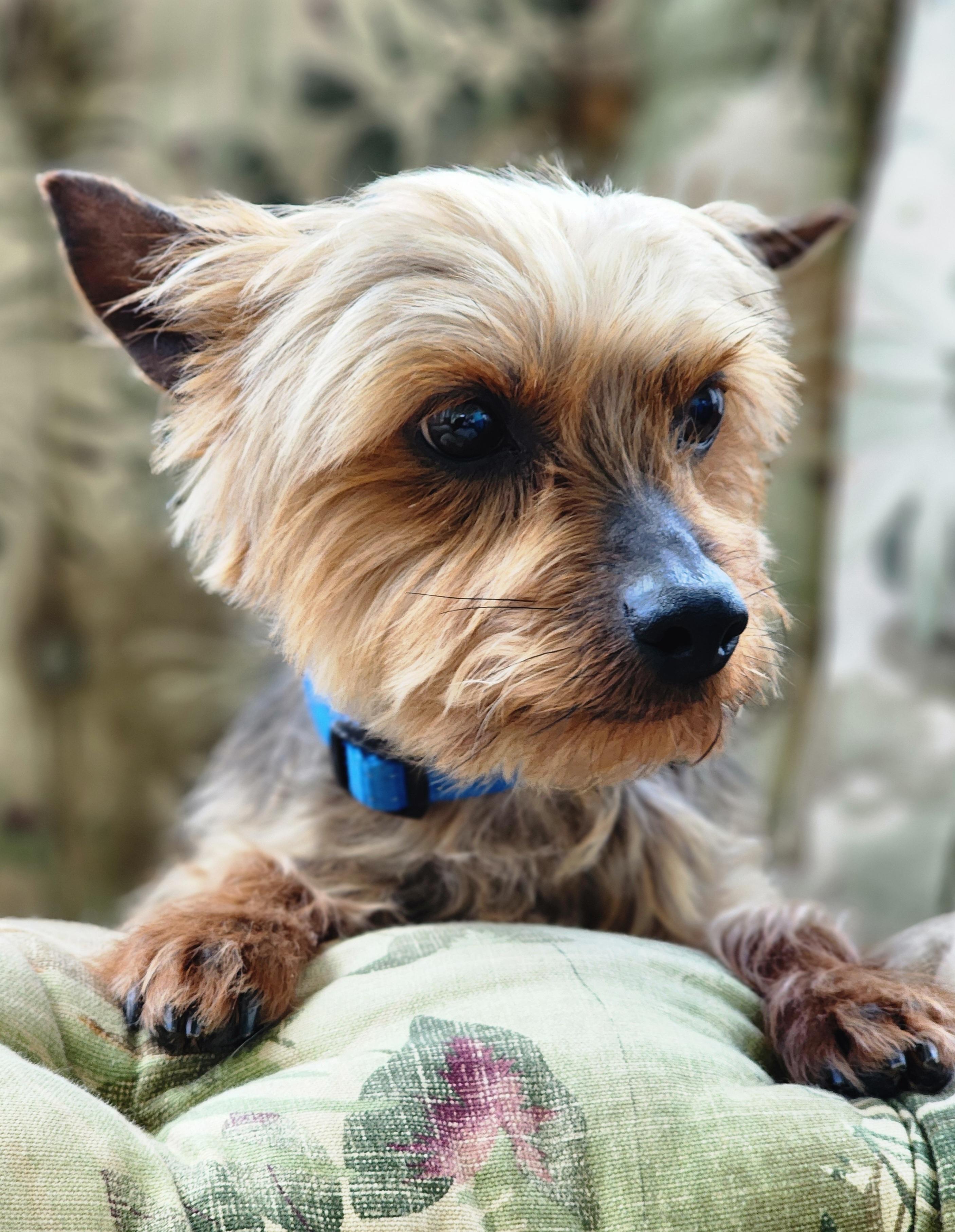Enlarge Ricky, a ADOPTABLE Yorkshire Terrier in Lisbon, IA image 5/6