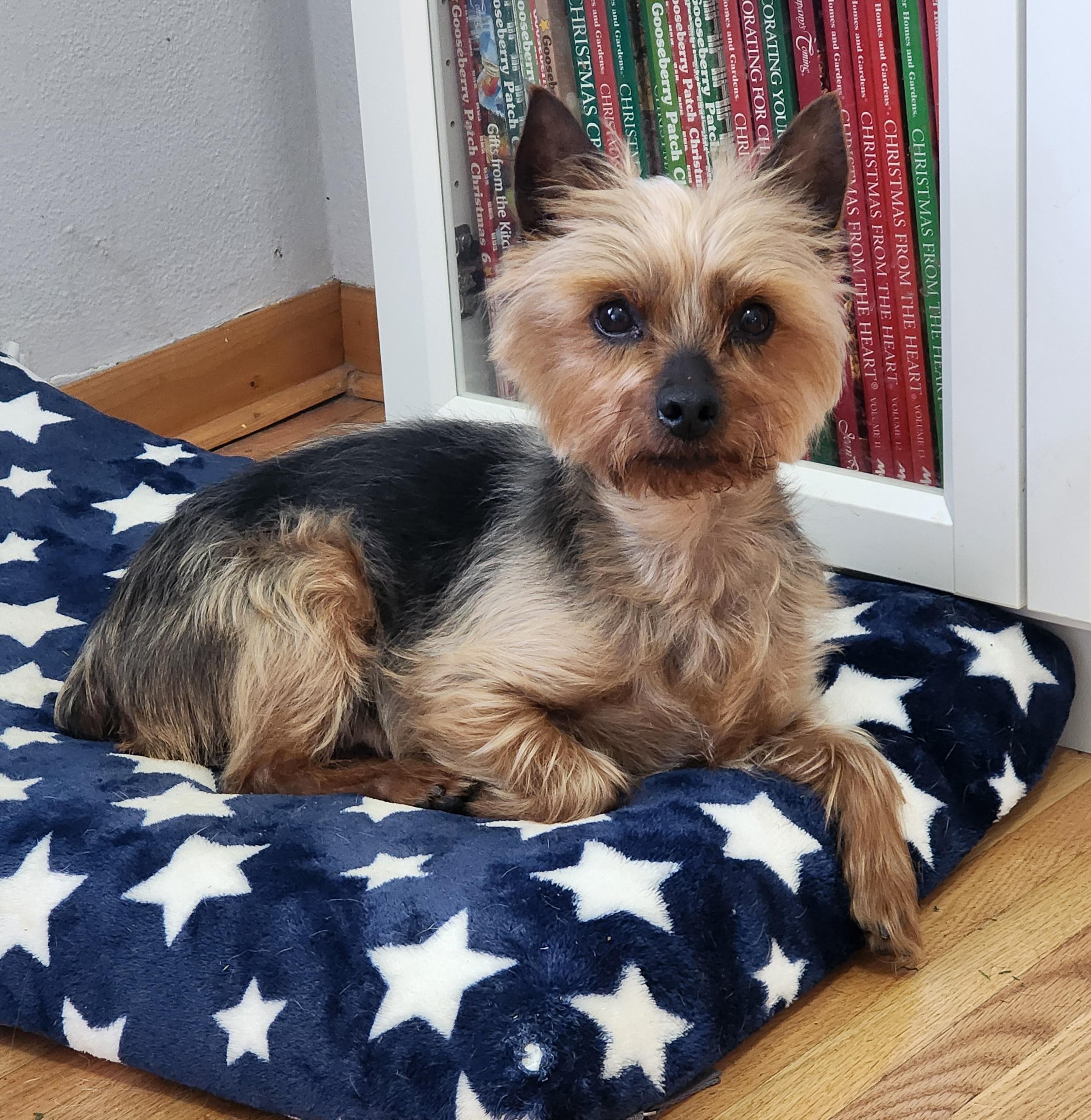 Enlarge Ricky, a ADOPTABLE Yorkshire Terrier in Lisbon, IA image 2/6