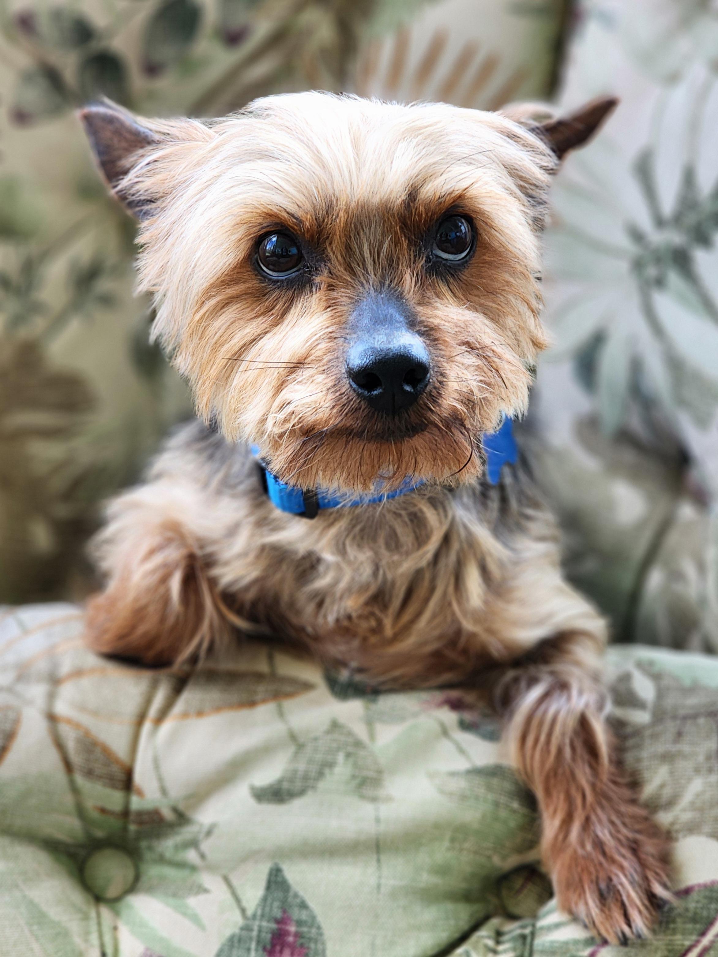Enlarge Ricky, a ADOPTABLE Yorkshire Terrier in Lisbon, IA image 3/6