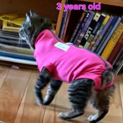 Mali, a ADOPTABLE Domestic Short Hair in Richmond Hill, ON image 3/3