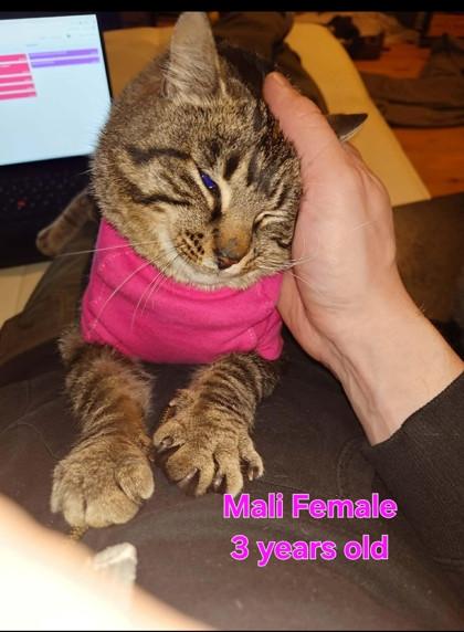 Mali, a ADOPTABLE Domestic Short Hair in Richmond Hill, ON image 2/3