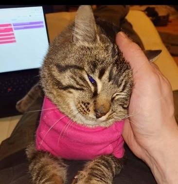 Mali, ADOPTABLE, Adult Female Domestic Short Hair.