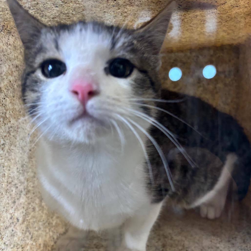 Jefe, Adoptable, Kitten Male Domestic Short Hair.