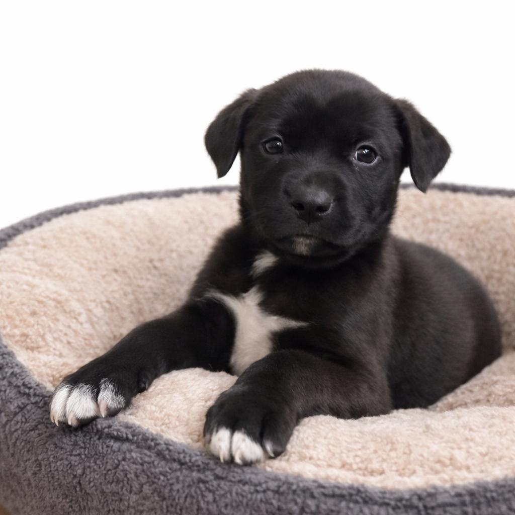 Enlarge BERTIE, an adopted mixed breed in Cranston, RI image 1/1