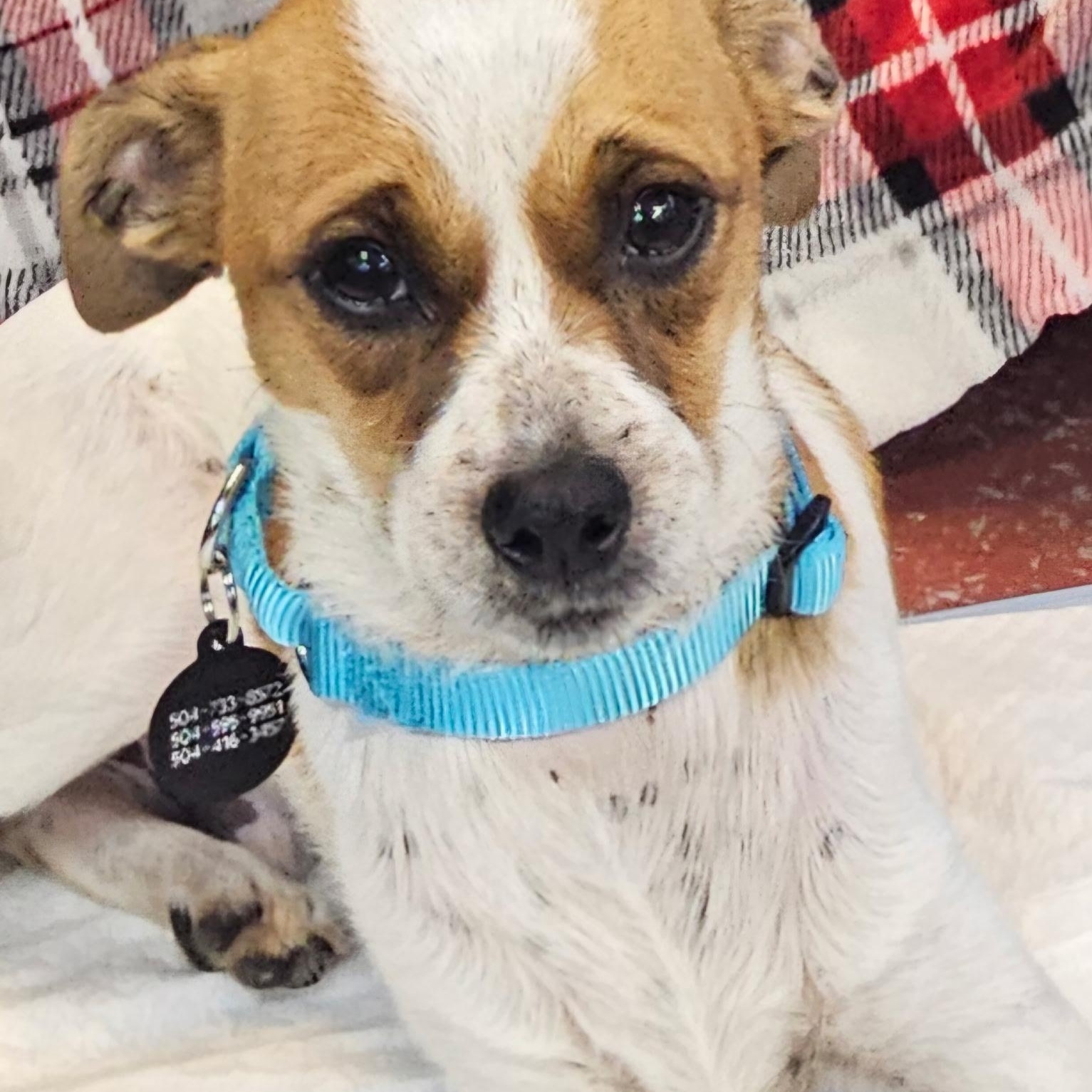 Enlarge Bosco at Jefferson Feed, an adopted mixed breed in Jefferson, LA image 1/1