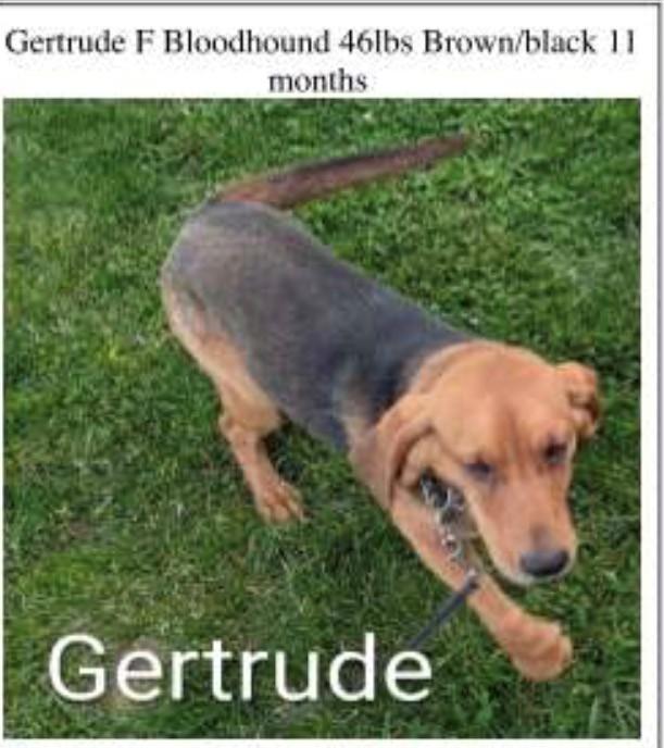 Enlarge Gertrude, a ADOPTABLE mixed breed in Washington, NJ image 1/1