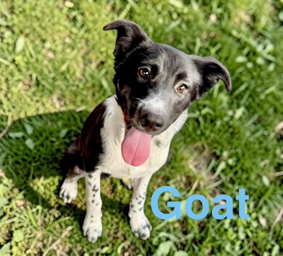 Goat, Adoptable, Puppy Male Border Collie.
