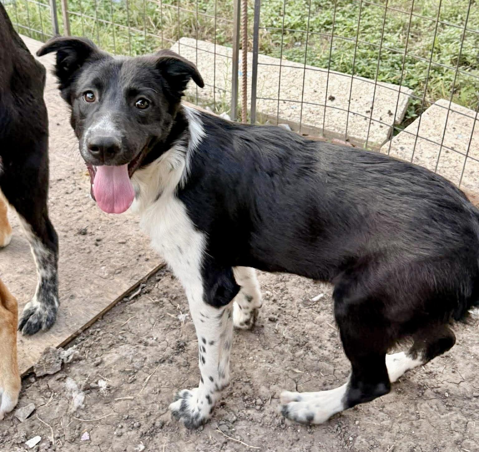 Enlarge Goat, a Adoptable Border Collie in Pittsburgh, PA image 5/6