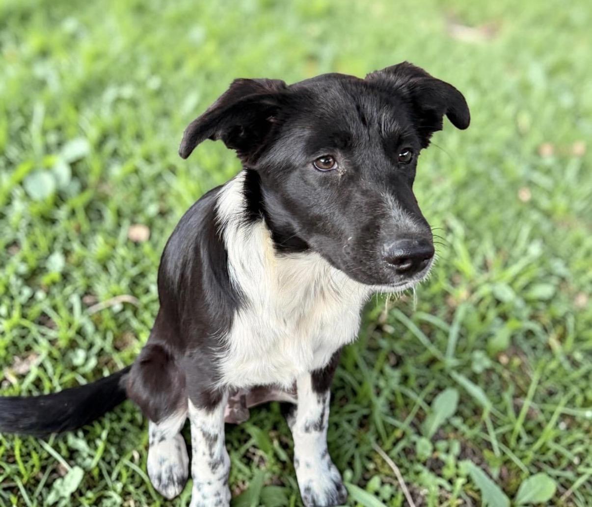Enlarge Goat, a Adoptable Border Collie in Pittsburgh, PA image 3/6