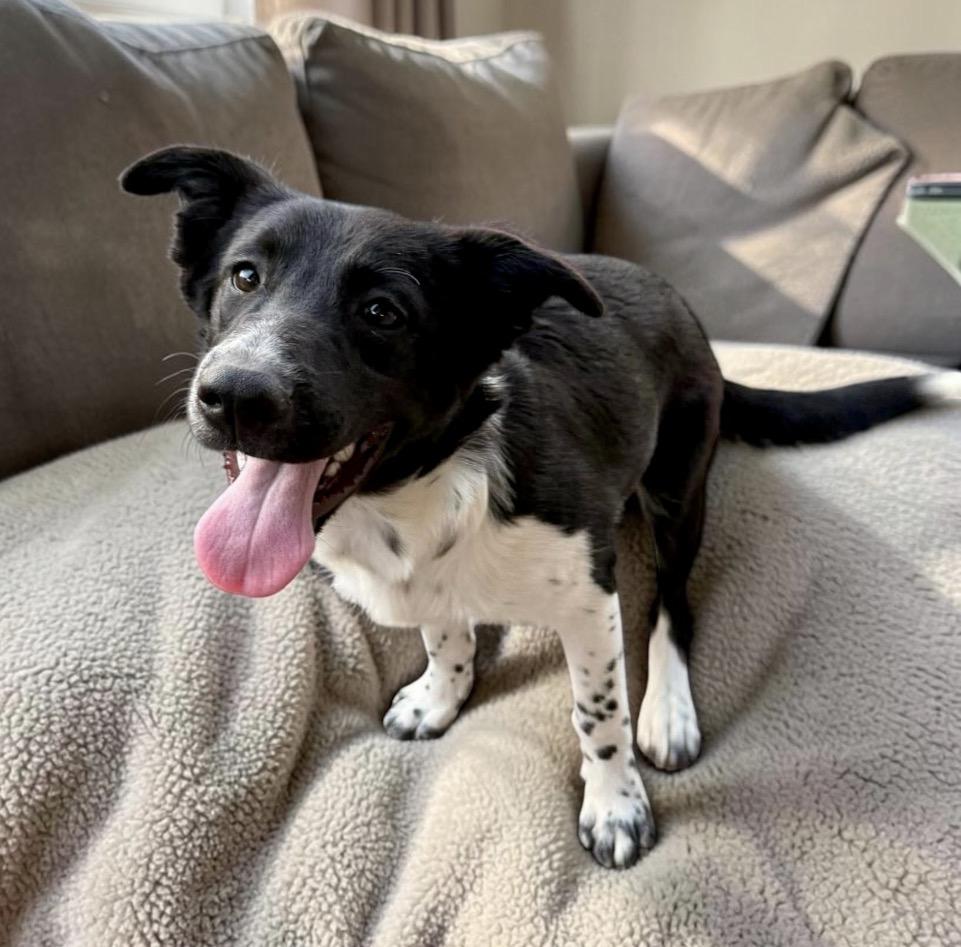 Enlarge Goat, a Adoptable Border Collie in Pittsburgh, PA image 6/6