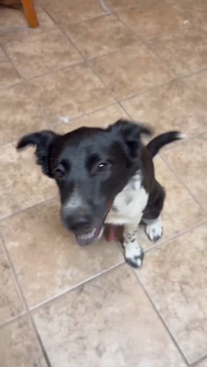Enlarge Goat, a Adoptable Border Collie in Pittsburgh, PA video 2/6