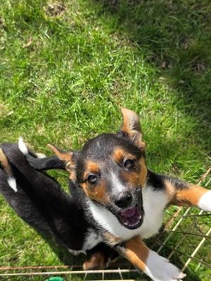 Olive, a ADOPTABLE mixed breed in Union Grove, WI image 3/3